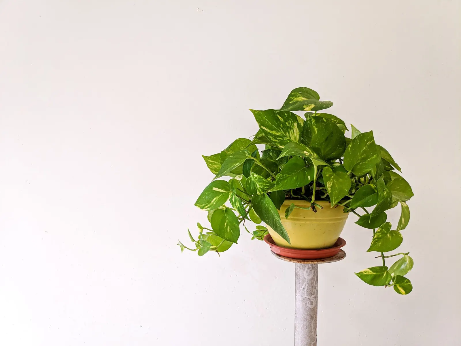 Small trailing pothos in a cream ceramic pot on a wooden plant stand by a window
